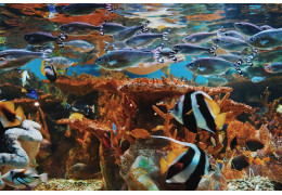Les différentes espèces de poissons pour votre aquarium